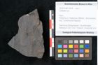 Foto (Objekt + Etikett) von Callipteris sp.  (NHMW-GEO-2024-0188-10914)